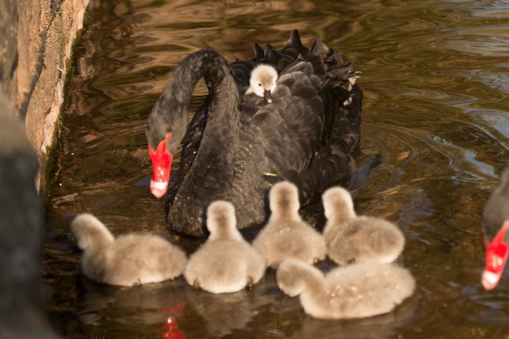 Above: Cygnets with a Dawlish Black Swan.