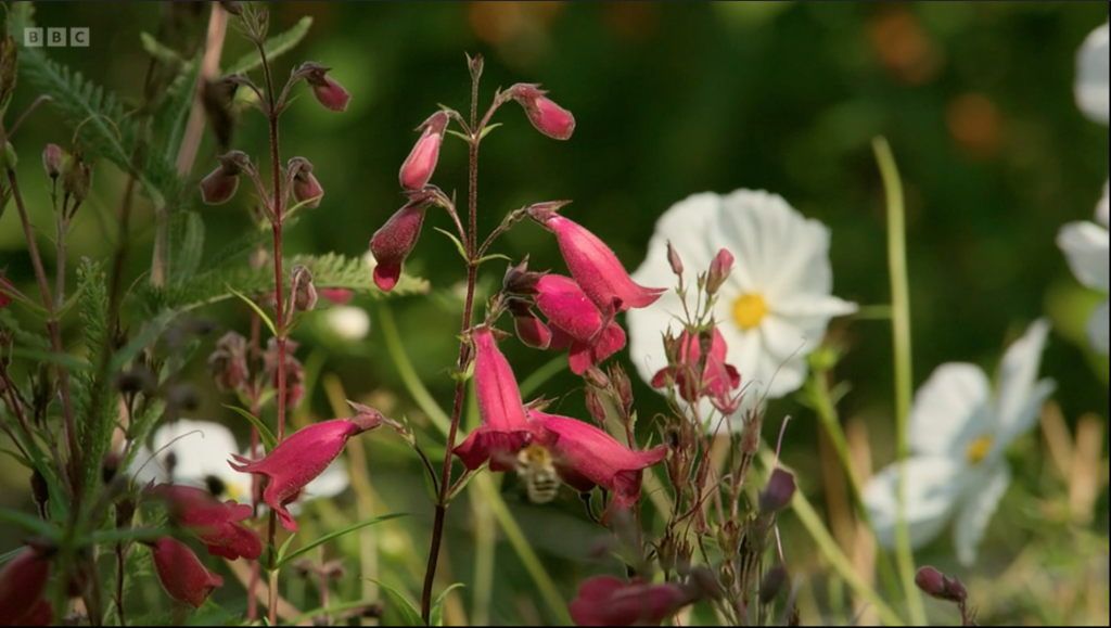 Above: A shot from the programme showing why Scott Morrish loves photographing the wildlife in Cliff’s garden