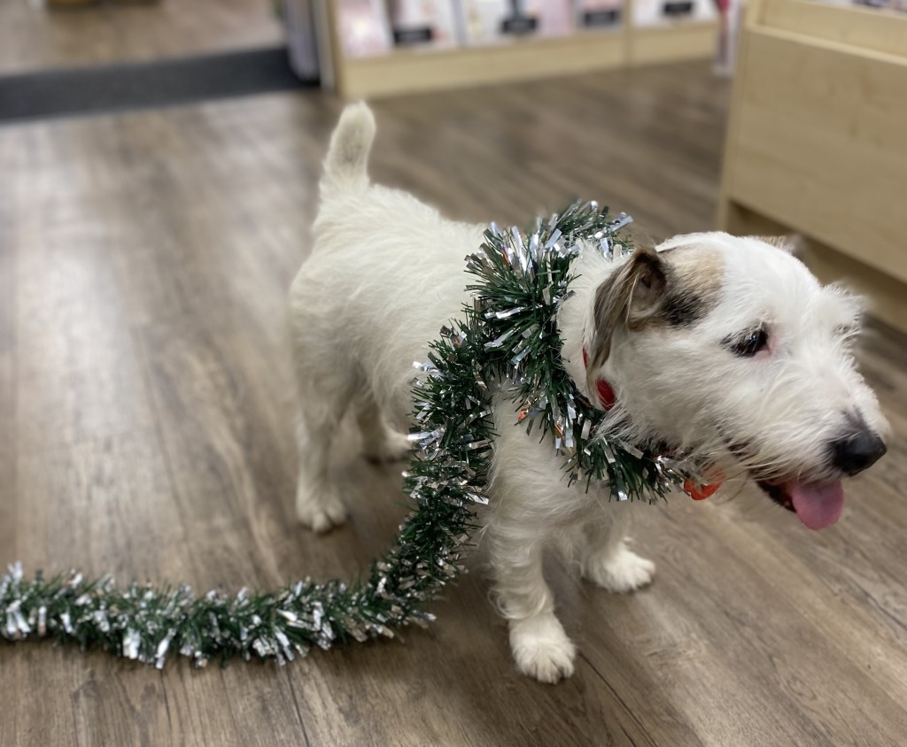 Above & top: Cuteness abounds when Boris gets into the festive decorations box at Cards N Things