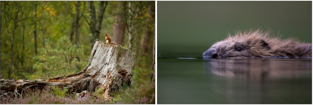 Above & top: Rewilding Britain is improving habitats for many creatures – Red Squirrel On Stump is by Neil McIntyre, and Beaver Swimming by Philip Price, both images from www.scotlandbigpicture.com