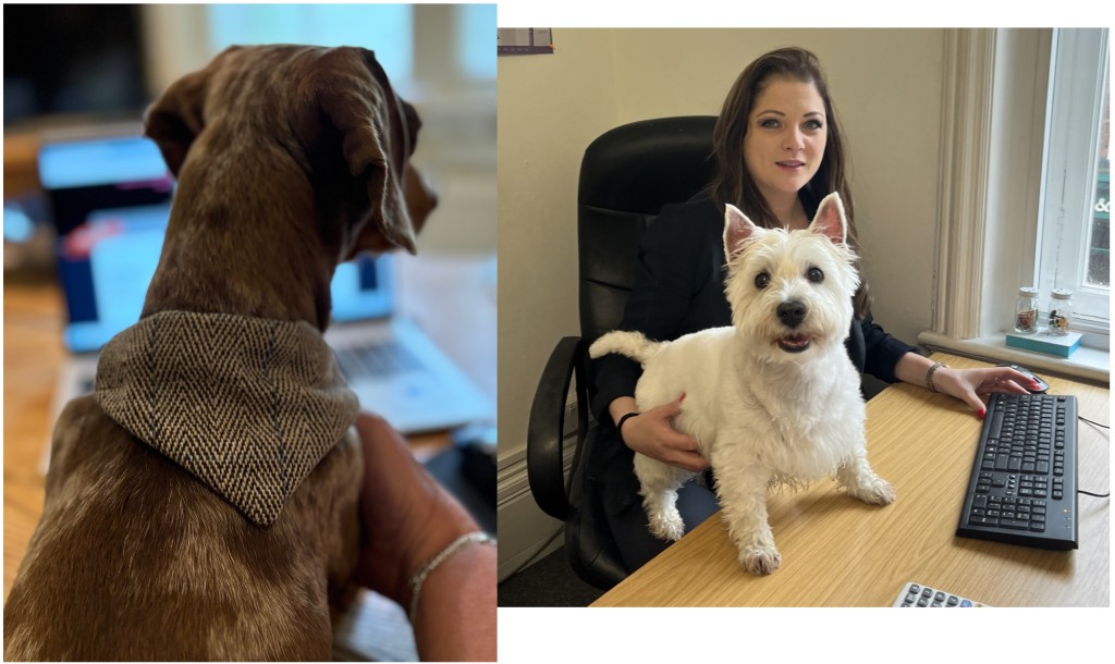 Above: From woohoo to woof woof, online judging goes well with a canine companion as Sonya Sonya Haandrikman Sibbald and office dog Abbie prove at Celebrations in Carlisle, and Henry the dachshund helps Anne Barber of In Heaven At Home in Market Harborough