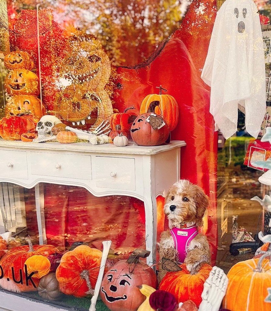 Above: How much is that doggy in the window! Caroline Ranwell’s cute cavapoo Dolly took centre stage in the display at Hugs & Kisses in Tettenhall – now does she need a pumpkin outfit?